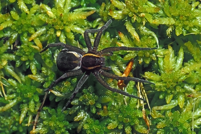 Raft spider, Jesus Spider (Dolomedes fimbriatus, Araneus fimbriatus) female on moss in bog, Germany, Europe, by alimdi / Arterra / Philippe Clément