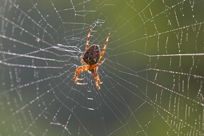 European garden spider, diadem spider, cross spider, crowned orb weaver (Araneus diadematus) in spider's web, by alimdi / Arterra / Sven-Erik Arndt