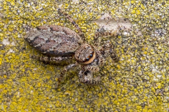 Fence post jumping spider (Marpissa muscosa), by alimdi / Arterra / Philippe Clément