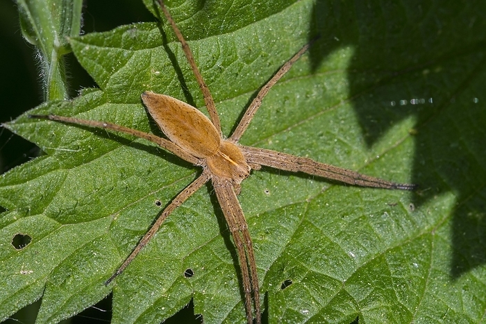 Nursery web spider (Pisaura mirabilis) on leaf, by alimdi / Arterra / Philippe Clément