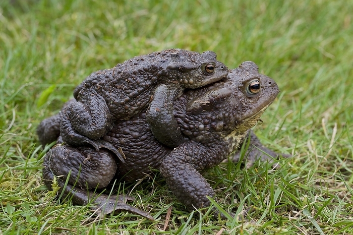 common toad  Bufo bufo  Common Toad, European Toad  Bufo bufo  pair migrating in amplexus to breeding pond in spring, Germany, Europe, by alimdi   Arterra   Sven Erik Arndt