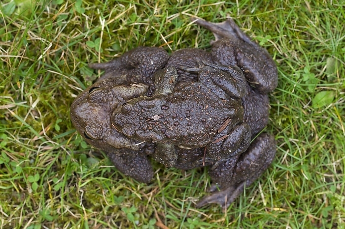 common toad  Bufo bufo  Common Toad, European Toad  Bufo bufo  pair migrating in amplexus to breeding pond in spring, Germany, Europe, by alimdi   Arterra   Sven Erik Arndt