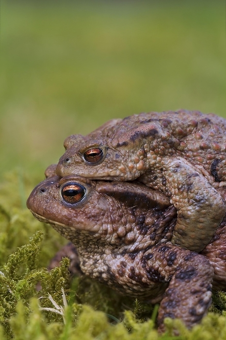 common toad  Bufo bufo  Common toad, European toads  Bufo bufo  pair in amplexus walking over grassland to breeding pond in spring, by alimdi   Arterra   Sven Erik Arndt