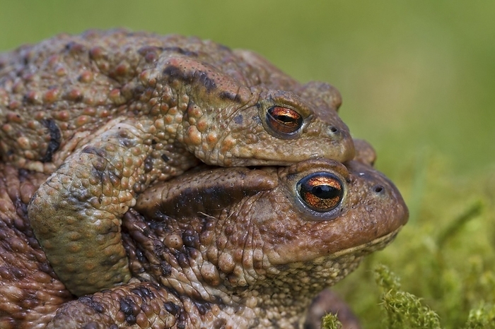 common toad  Bufo bufo  Common toad, European toads  Bufo bufo  pair in amplexus walking over grassland to breeding pond in spring, by alimdi   Arterra   Sven Erik Arndt
