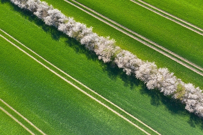 Germany Aerial view over bocage landscape with fields and pastures shielded by blooming hedges and hedgerows in flower in spring, Schleswig Holstein, Germany, Europe, by alimdi   Arterra   Sven Erik Arndt