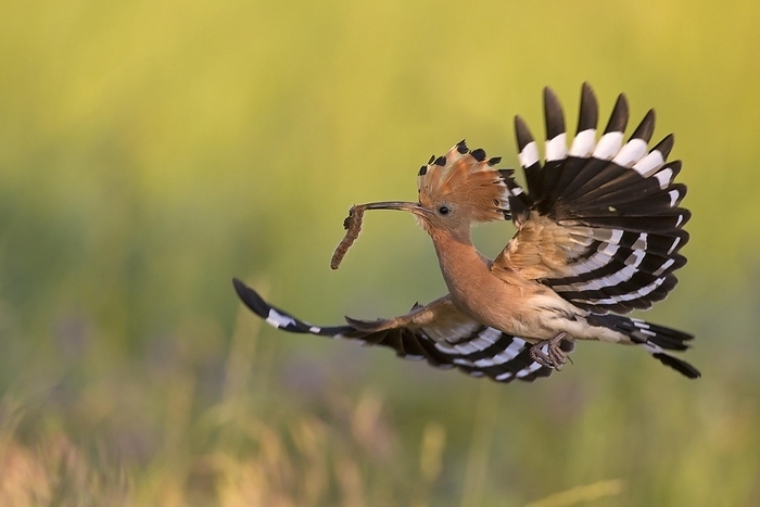 Eurasian hoopoe (Upupa epops) with erected crest feathers in flight over meadow with caught grub prey in beak, by alimdi / Arterra / Sven-Erik Arndt