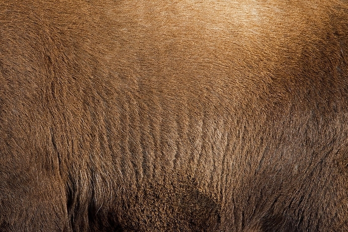 ibex Alpine ibex  Capra ibex  close up of brown hairs of thick winter coat, pelt, fleece, Gran Paradiso National Park, Italian Alps, Italy, Europe, by alimdi   Arterra   Sven Erik Arndt