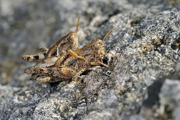 Pezotettix giornae, Pezotettix giornai, male and female couple mating on rock, La Brenne, France, Europe, by alimdi / Arterra / Philippe Clément