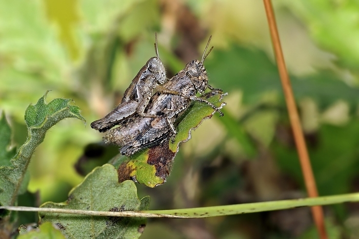 Pezotettix giornae, couple mating on leaf, La Brenne, France, Europe, by alimdi / Arterra / Philippe Clément