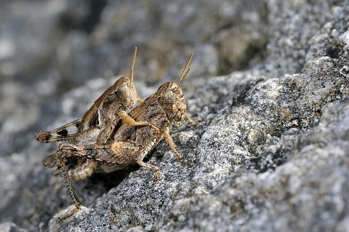 Pezotettix giornae, couple mating on rock, La Brenne, France, Europe, by alimdi / Arterra / Philippe Clément