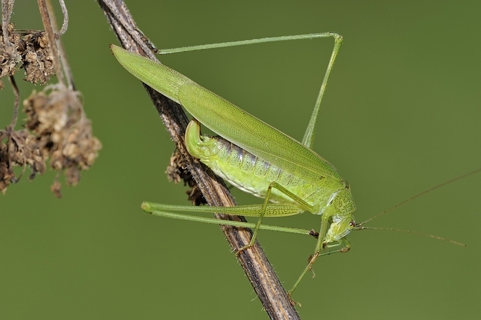 Sickle-bearing Bush-cricket (Phaneroptera falcata) cleaning foot, by alimdi / Arterra / Philippe Clément