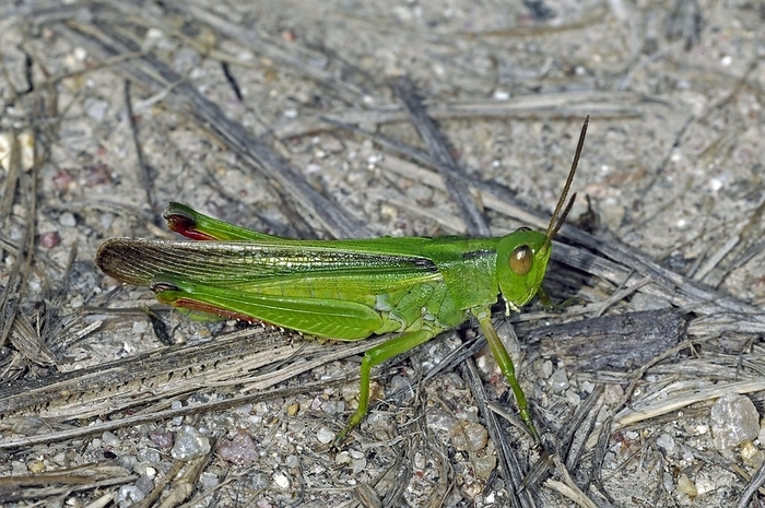 Paracinema tricolor grasshopper on the ground, by alimdi / Arterra / Philippe Clément