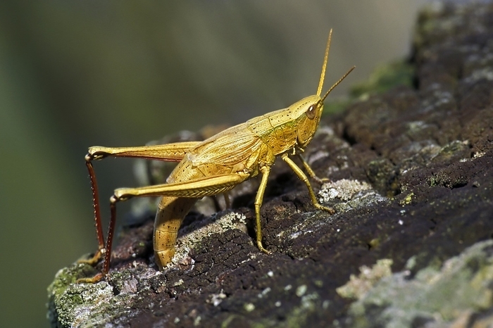 Large Gold Grasshopper (Chrysochraon dispar) ovipositing female laying eggs in wooden fence post, by alimdi / Arterra / Philippe Clément