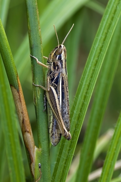 Straw-coloured grasshopper, Jersey Grasshopper (Euchorthippus elegantulus, Euchorthippus pulvinatus), female climbing grass stem, by alimdi / Arterra / Philippe Clément