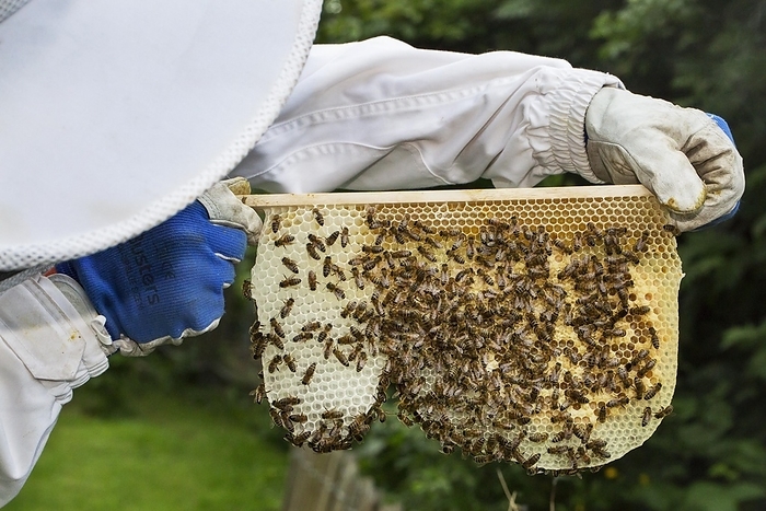 European honeybee  Apis mellifera  Beekeeper in protective clothing inspecting frame with honeycomb from honey bees  Apis mellifera , by alimdi   Arterra   Johan De Meester