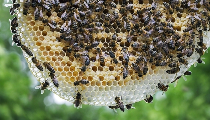 European honeybee  Apis mellifera  Worker honey bees  Apis mellifera  on honeycomb, by alimdi   Arterra   Johan De Meester