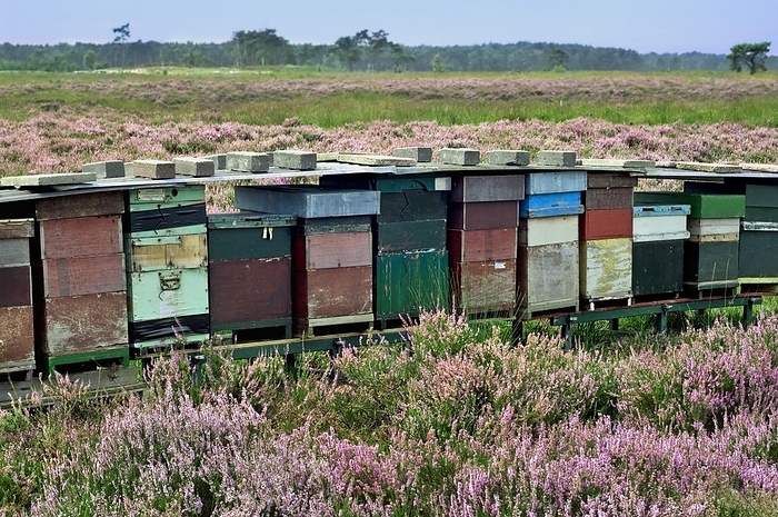 European honeybee  Apis mellifera  Row of colourful wooden beehives for honey bees  Apis mellifera  in heathland, by alimdi   Arterra   Philippe Cl ment