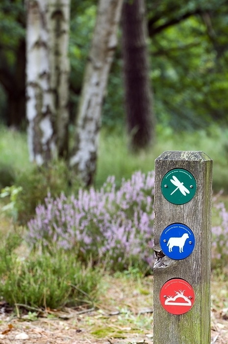 Belgium Colourful markers for walkers on signpost at the nature reserve Kalmhoutse Heide, Antwerp, Belgium, Europe, by alimdi   Arterra   Philippe Cl ment