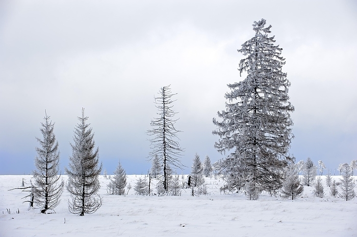 Belgium Snow covered burned spruce trees in frozen moorland at Noir Flohay in the nature reserve High Fens, Hautes Fagnes in winter, Belgian Ardennes, Belgium, Europe, by alimdi   Arterra   Philippe Cl ment