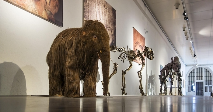 Replica of baby woolly mammoth (Mammuthus primigenius) and skeletons of other prehistoric animals in the Cinquantenaire Museum in Brussels, Belgium, Europe, by alimdi / Arterra / Philippe Clément
