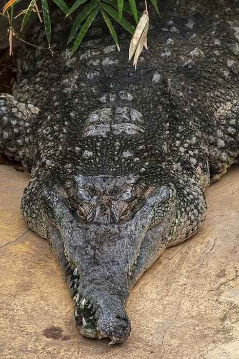 West African slender-snouted crocodile (Mecistops cataphractus) native to West Africa, by alimdi / Arterra / Philippe Clément