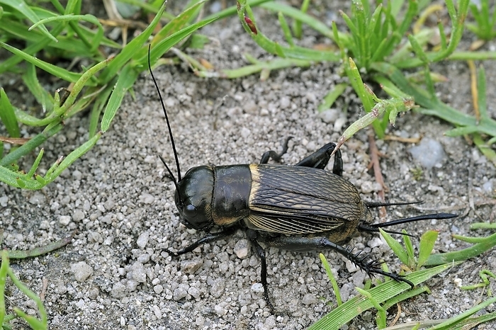 Field cricket (Gryllus campestris) female showing ovipositor for laying eggs, by alimdi / Arterra / Philippe Clément