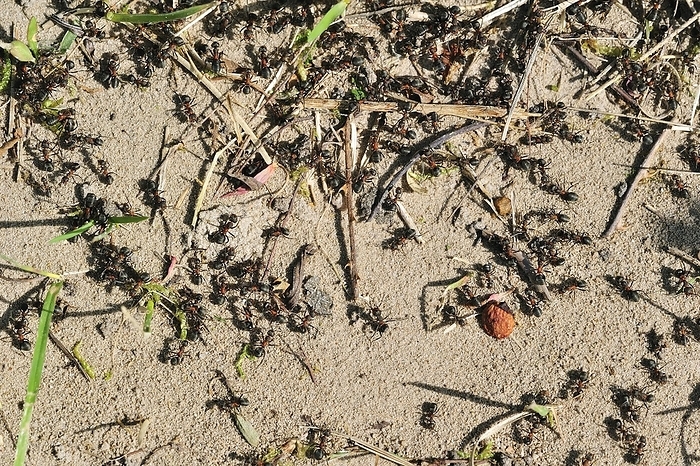 Black-backed meadow ants (Formica pratensis, Formica pratensis var. nigricans) foraging on the ground, by alimdi / Arterra / Philippe Clément