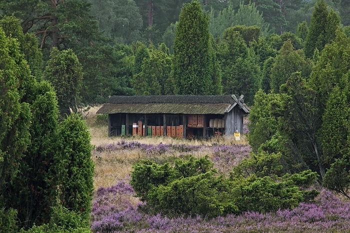 Bee hives, beehives of apiary in heathland of the Lüneburg Heath, Lunenburg Heath, Lower Saxony, Germany, Europe, by alimdi / Arterra / Sven-Erik Arndt