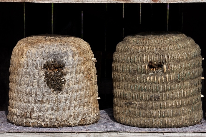 Bee hives, beehives, skeps in rustic shelter of apiary in the Lüneburg Heath, Lunenburg Heath, Lower Saxony, Germany, Europe, by alimdi / Arterra / Sven-Erik Arndt