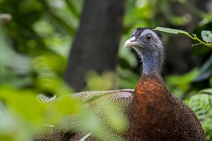 Ceylan. Great argus  Argusianus argus, Phasianus argus  Tropical pheasant species native to the jungle forest in Southeast Asia, by alimdi   Arterra   Philippe Cl ment