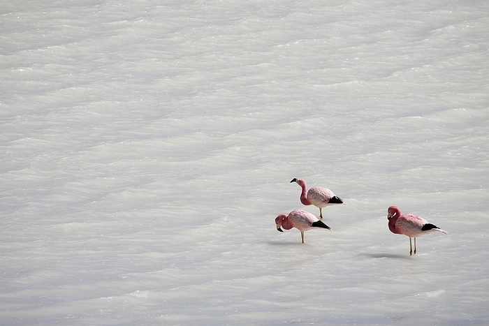 Andean flamingo  Phoenicopterus andinus  Andean flamingos  Phoenicoparrus andinus  in the Laguna Blanca on the Altiplano, Bolivia, South America, by alimdi   Arterra   Marica van der Meer