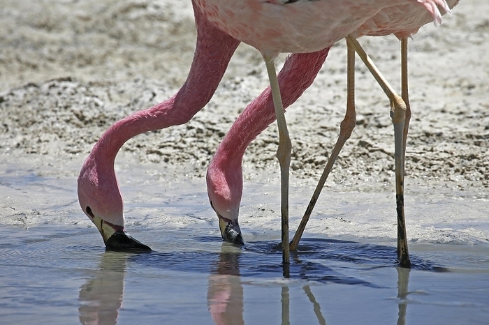 James s flamingo  Phoenicoparrus jamesi  James s Flamingos  Phoenicoparrus jamesi  foraging in the salt lake Laguna Hedionda, Altiplano, Bolivia, South America, by alimdi   Arterra   Marica van der Meer