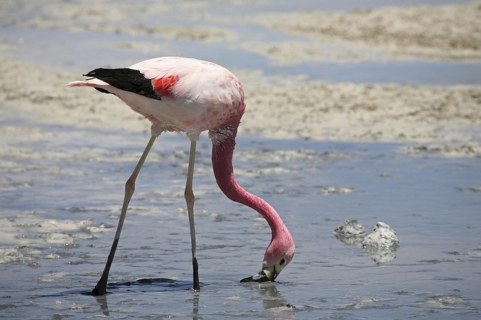James s flamingo  Phoenicoparrus jamesi  James s Flamingo  Phoenicoparrus jamesi  sifting mud in shallow water at the salt lake Laguna Hedionda, Altiplano, Bolivia, South America, by alimdi   Arterra   Marica van der Meer