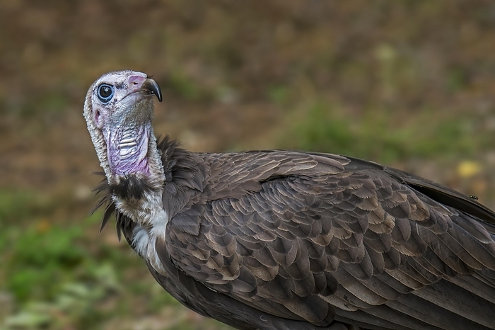 hooded vulture  Gypaetus barbatus  Hooded vulture  Necrosyrtes monachus  close up portrait, native to Africa, by alimdi   Arterra   Philippe Cl ment