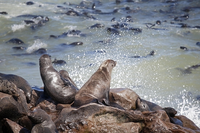 southern African fur seal  Atelomycterus africanus  Brown fur seals  Arctocephalus pusillus  sitting on rock in seal colony near Atlantic Ocean at the Cape Cross Seal Reserve, Namibia, South Africa, Africa, by alimdi   Arterra   Marica van der Meer