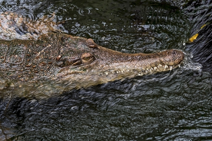 West African slender-snouted crocodile (Mecistops cataphractus) resting in stream, native to West Africa, by alimdi / Arterra / Philippe Clément