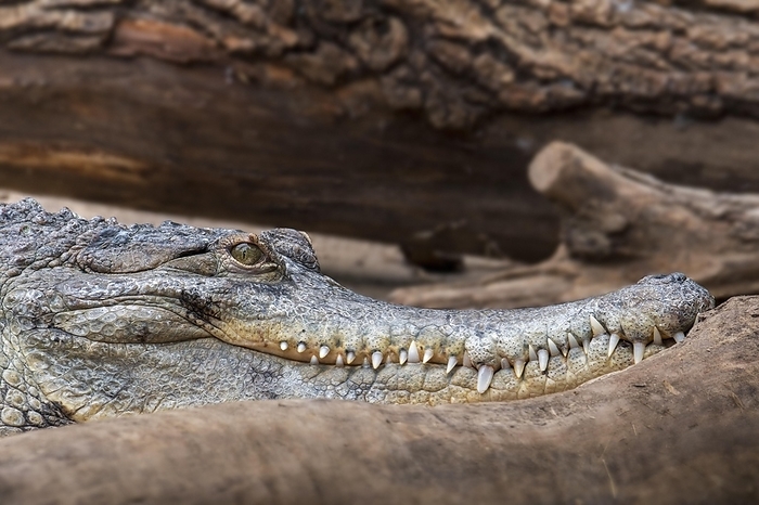 Close-up portrait of West African slender-snouted crocodile (Mecistops cataphractus) native to West Africa, by alimdi / Arterra / Philippe Clément
