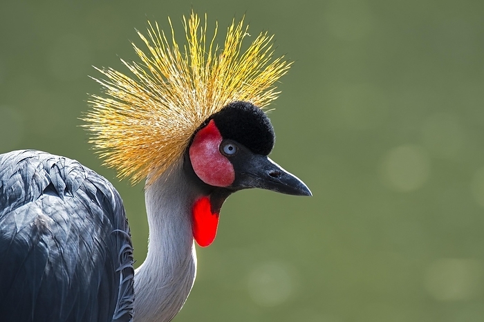 white throated needletail  species of sandpiper, Tringa incana  Grey crowned crane  Balearica regulorum  close up portrait showing bright red inflatable throat pouch, native to eastern and southern Africa, by alimdi   Arterra   Philippe Cl ment