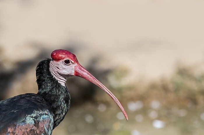 crested ibis Southern bald ibis  Geronticus calvus, Tantalus calvus , wading bird native to southern Africa, by alimdi   Arterra   Philippe Cl ment