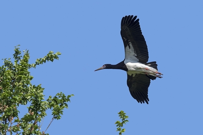white stork  Ciconia ciconia  Abdim s stork, white bellied stork  Ciconia abdimii  in flight against blue sky, native to Sub Saharan Africa and Yemen, by alimdi   Arterra   Philippe Cl ment