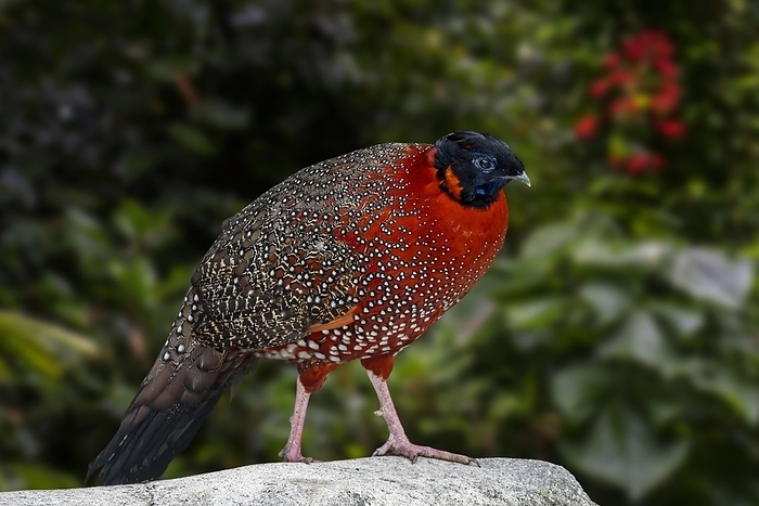 Chinese bamboo partridge  Bambusicola thoracicus  Satyr tragopan, crimson horned pheasant  Tragopan satyra  male in forest, native to the Himalayan reaches of India, Tibet, Nepal and Bhutan, by alimdi   Arterra   Philippe Cl ment