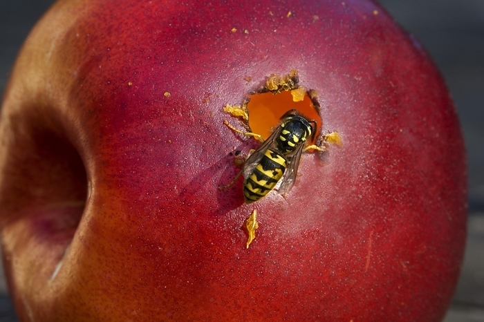 Wasp eating apple, Belgium, Europe, by alimdi / Arterra / Johan De Meester