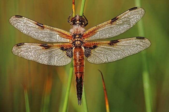 Four spotted libellula dragonfly, Four-spotted Chaser (Libellula quadrimaculata) covered in morning dew, by alimdi / Arterra / Marc De Schuyter