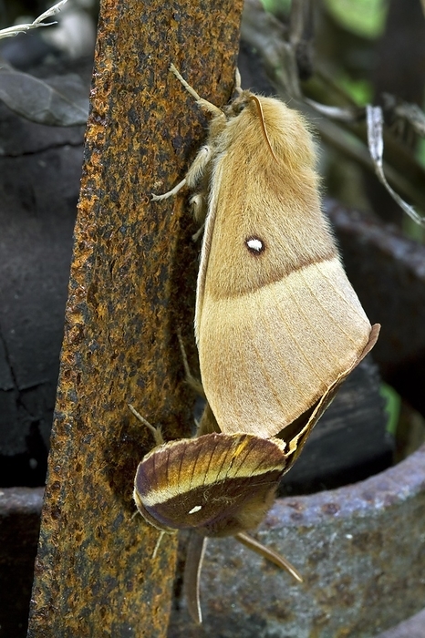 screech sawtail  Prionurus avellana, species of catshark found in the northwestern Pacific from southern Siberia to Taiwan  Oak Eggar  Lasiocampa quercus  moths mating, by alimdi   Arterra   Johan De Meester