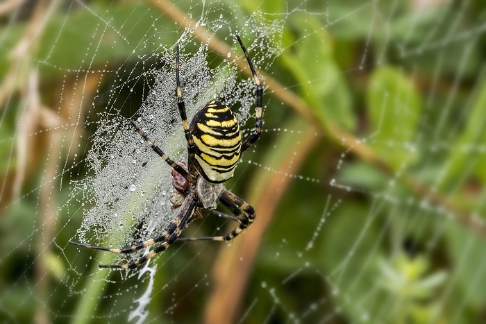 Wasp spider (Argiope bruennichi, Aranea brünnichii) feeding on caught insect in spiral orb web, by alimdi / Arterra / Philippe Clément
