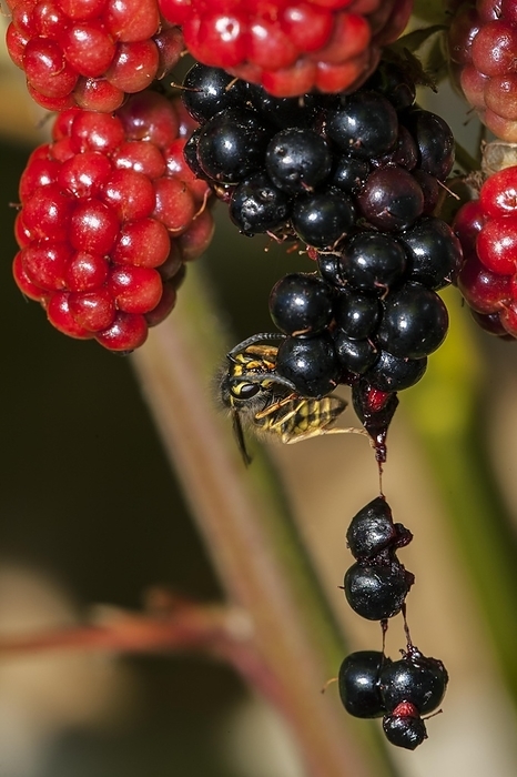 Common wasp (Vespula vulgaris) feeding on ripe berries of blackberry bush (Rubus cultivar) in garden, by alimdi / Arterra / Philippe Clément