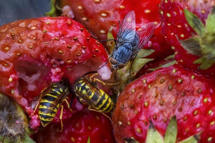 Wasps and flies eating rotten strawberries in garden, by alimdi / Arterra / Johan De Meester
