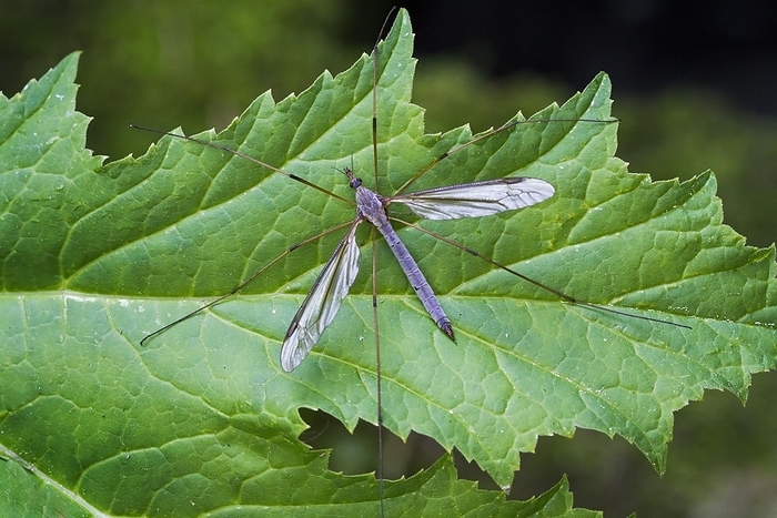 Marsh crane fly (Tipula oleracea) perched on leaf, by alimdi / Arterra / Johan De Meester