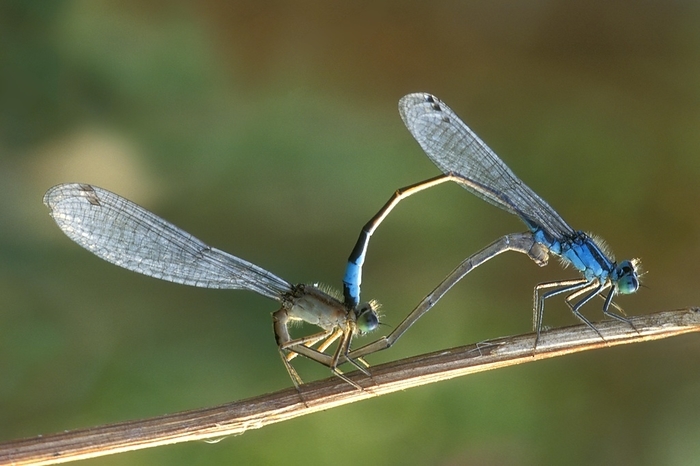 Blue-tailed damselflies (Ischnura elegans) in mating wheel position on stem, by alimdi / Arterra / Philippe Clément