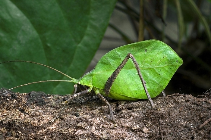 Leaf-mimic katydid in rainforest, Central America, by alimdi / Arterra / Philippe Clément